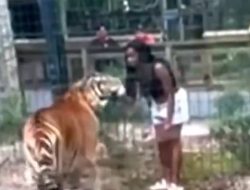 Woman Charged With Climbing Over Zoo Fence To Pet Tiger In Viral Video