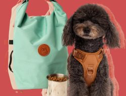 Traveling With Your Pet? Here Are the Must-Have Travel Essentials