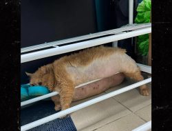 38-Pound Cat Gets Stuck in Shoe Rack Trying to Escape Pet Diet Camp