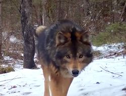 Mystery Beast in Minnesota Woods Leaves Experts Mystified