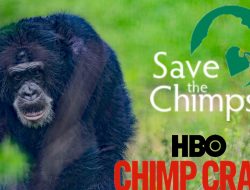 ‘Chimp Crazy’ Swings Big Donations for Tonka’s Sanctuary