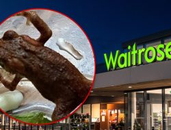 Live Toad Found in Grocery Salad Bag, Origin Remains Unknown