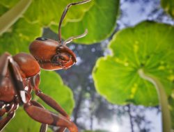 Unreal Engine 5 game, Empire of the Ants, confirmed to get 60 FPS mode on PS5 Pro