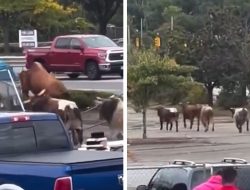 Bulls Escape Massachusetts Rodeo, Caught On Camera, 1 Still Missing