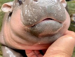 Meet Little Moo Deng, the Playful Baby Hippo Who Is Stealing Hearts