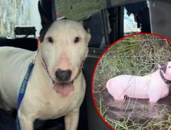 Viral Hurricane Dog Left For Dead In Foster Care With Appropriate New Name
