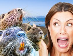 Invasive Rodents With Orange Teeth Threaten California Wildlife, Rat-Like Nutria